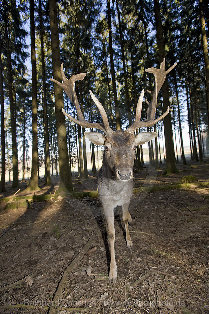 Damhirsch, Dama dama, Bayern, Deutschland