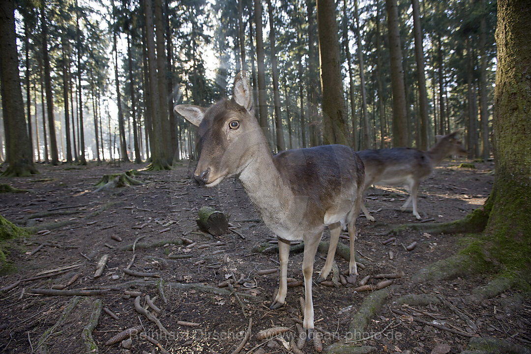 Damhirsche, Dama dama, Bayern, Deutschland