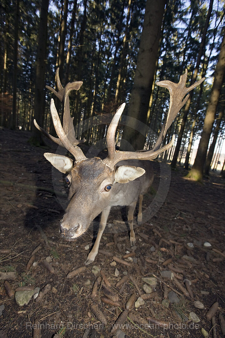 Damhirsch, Dama dama, Bayern, Deutschland