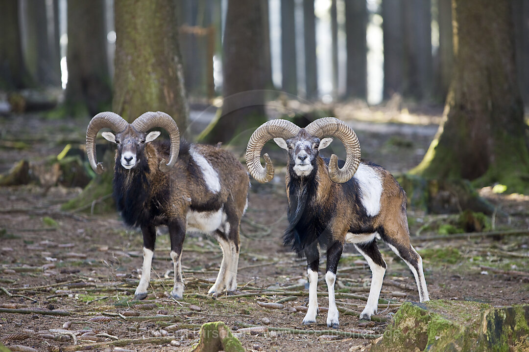 Mufflon, Ovis musimon, Tirol, Oesterreich