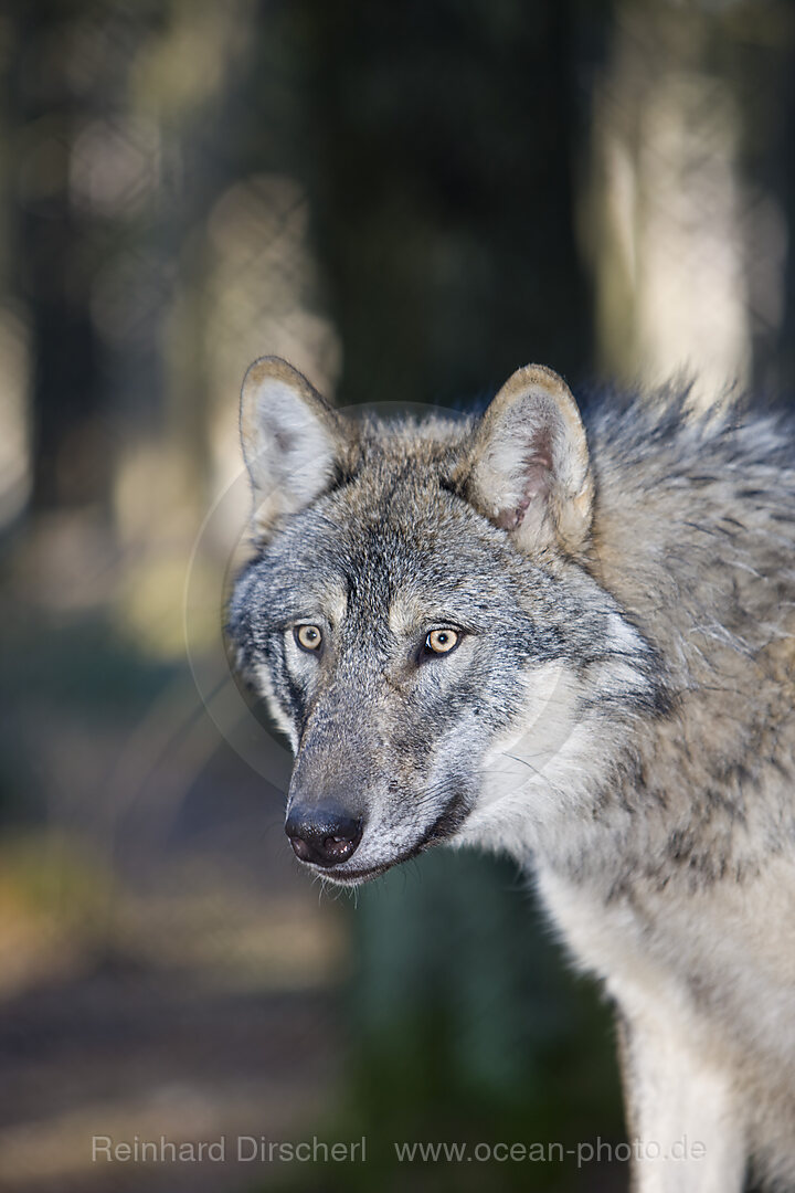 Wolf, Canis lupus, Bayern, Bayerischer Wald, Deutschland