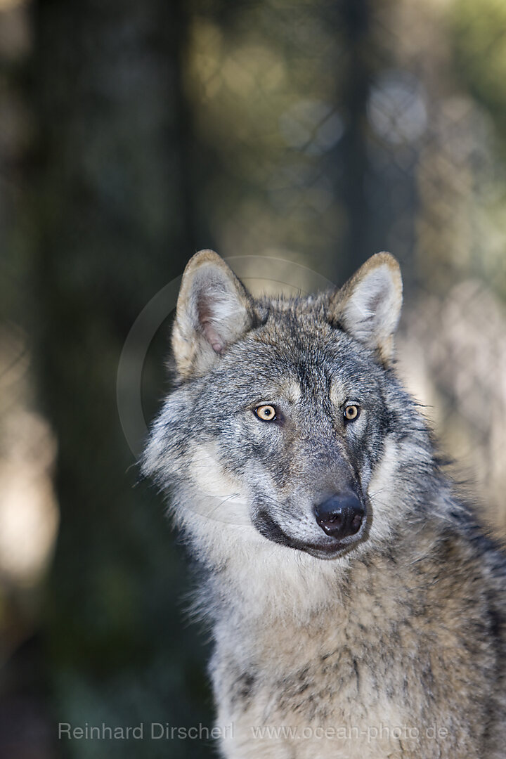 Wolf, Canis lupus, Bavaria, Germany