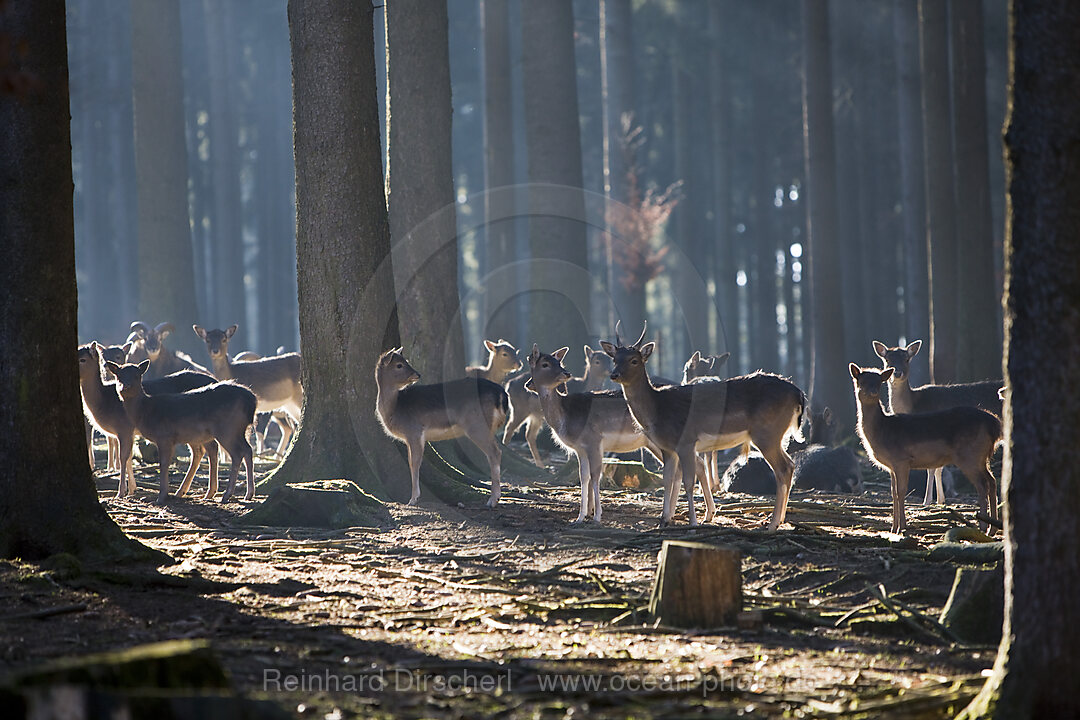 Fallow deers, Dama dama, Bavaria, Germany