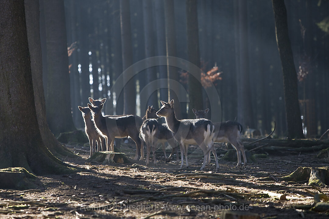Fallow deers