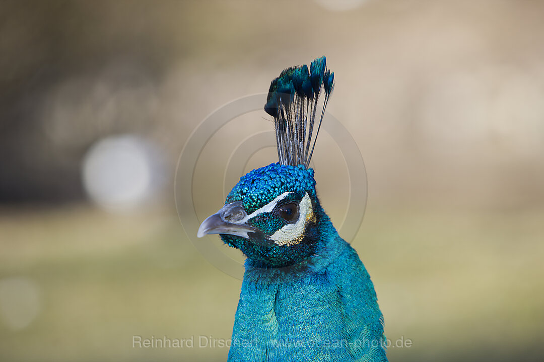 Pfau, Pavo cristatus, Bayern, Deutschland