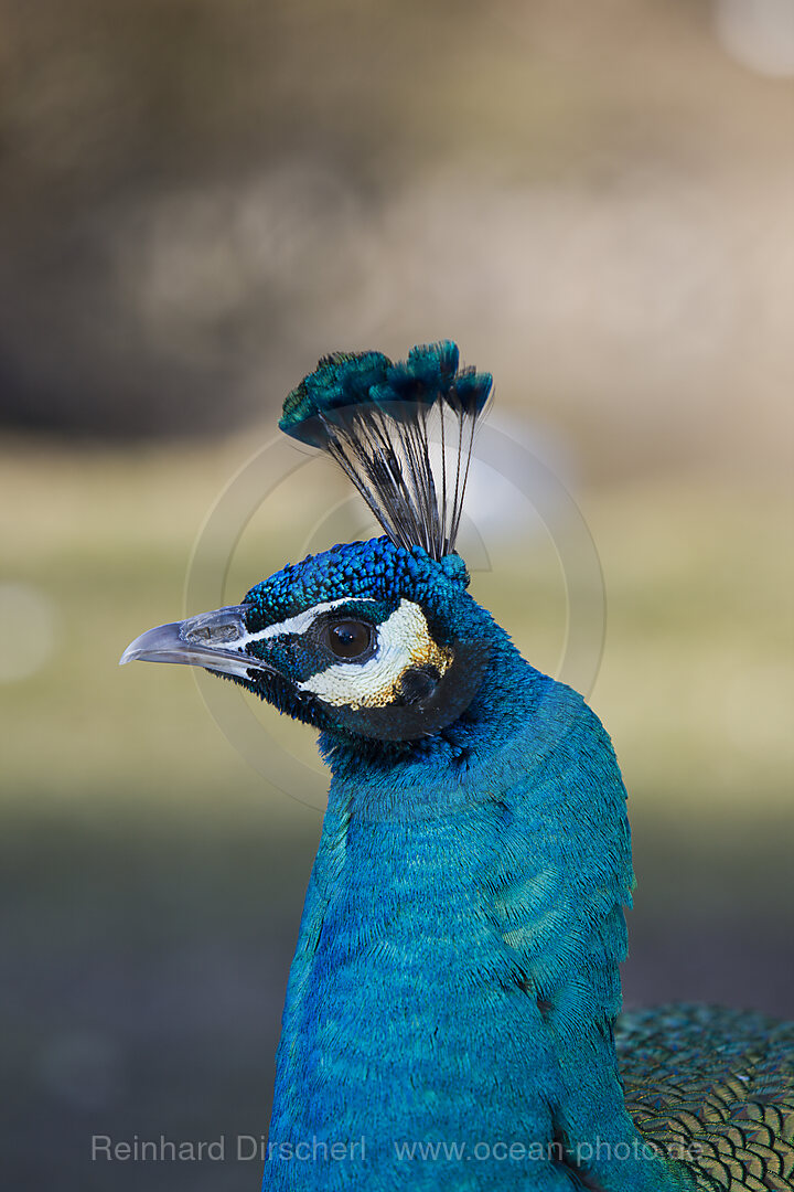 Pfau