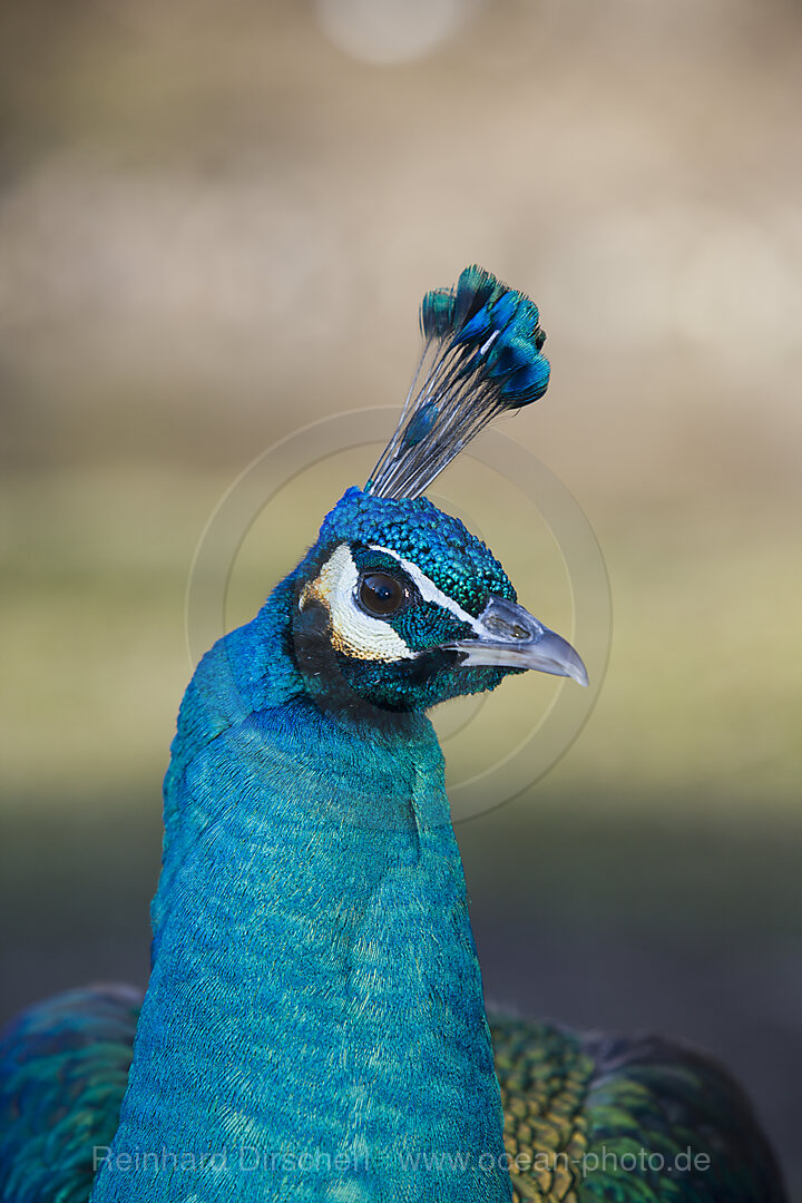 Peacock, Pavo cristatus, Bavaria, Germany