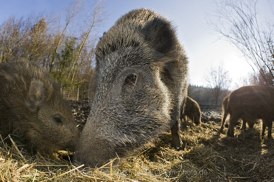 Wildschweine