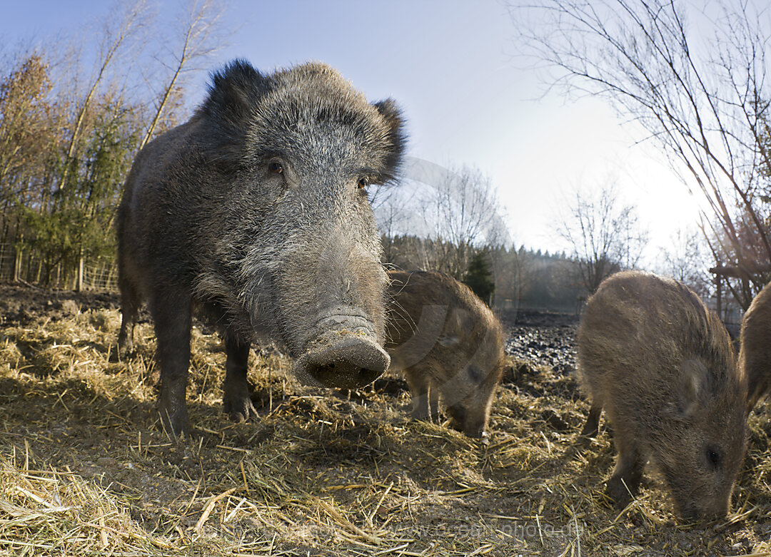 Wild boar, Sus scrofa, Bavaria, Germany