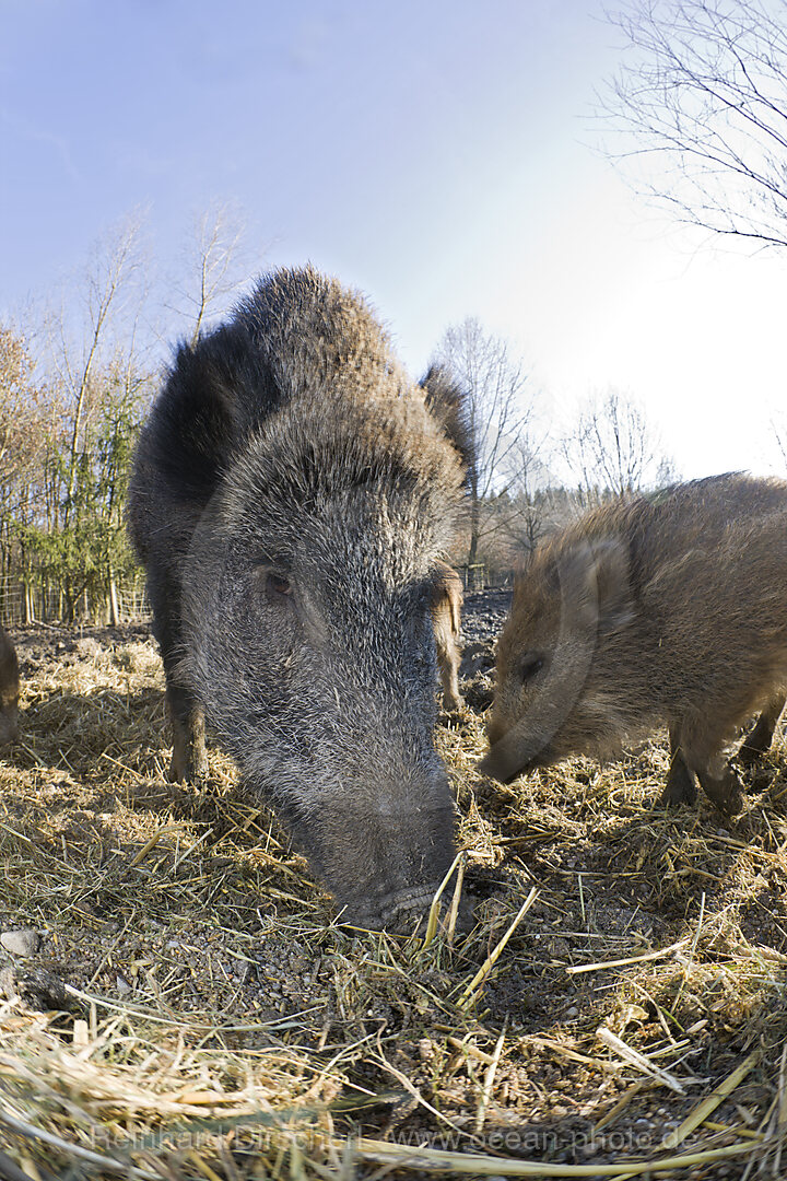 Wild boar, Sus scrofa, Bavaria, Germany