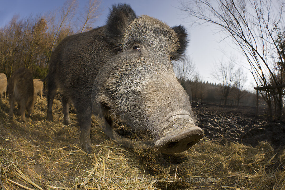 Wildschwein, Sus scrofa, Bayern, Deutschland