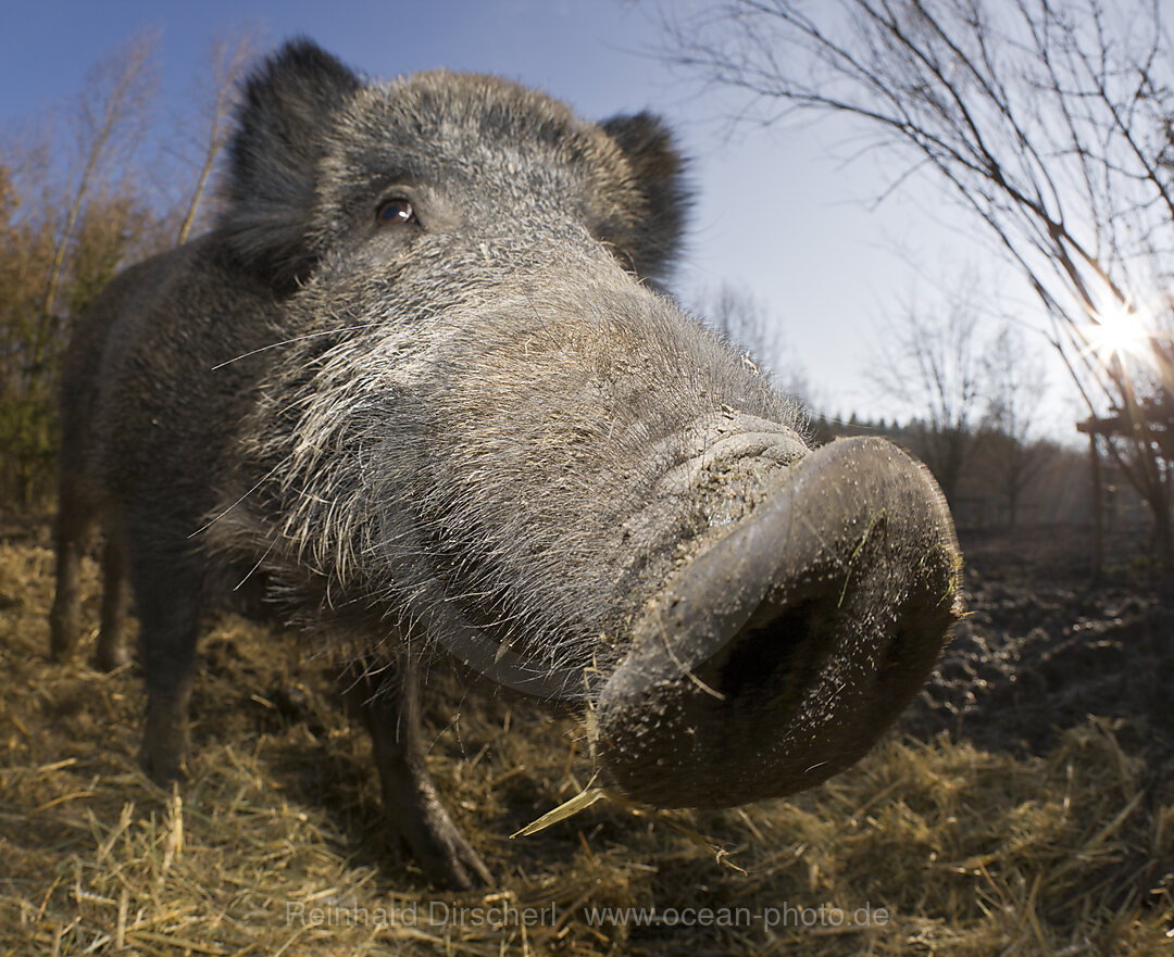 Wild boar, Sus scrofa, Bavaria, Germany