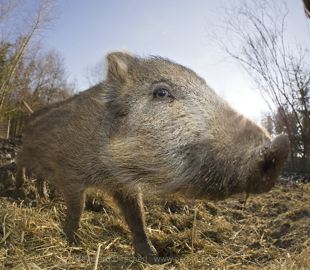 Wild boar, Sus scrofa, Bavaria, Germany