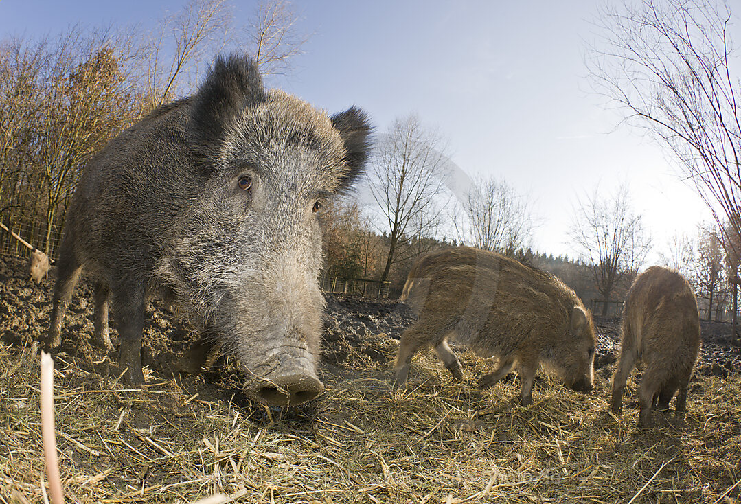 Wild boar, Sus scrofa, Bavaria, Germany