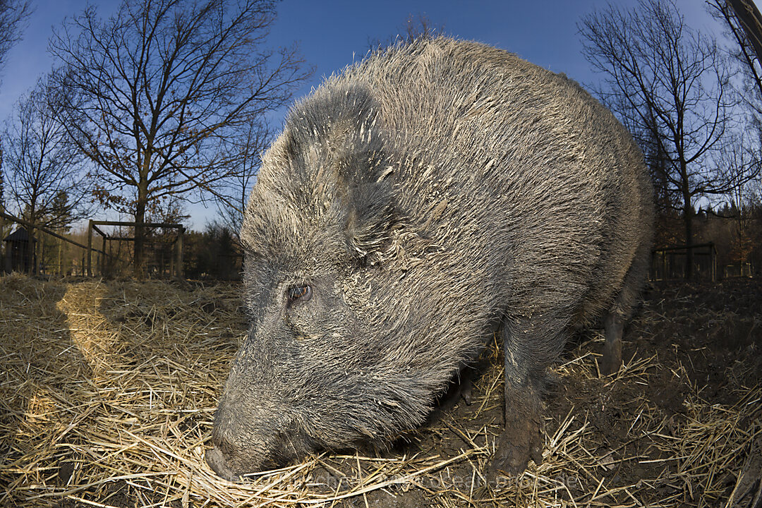 Wildschwein, Sus scrofa, Bayern, Deutschland