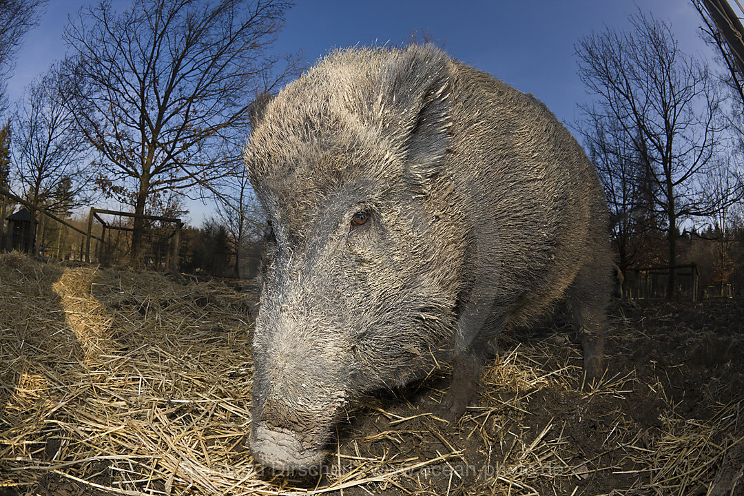 Wildschwein, Sus scrofa, Bayern, Deutschland