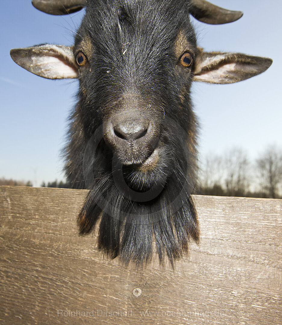 Domestic goat portrait, Capra hircus, Bavaria, Germany