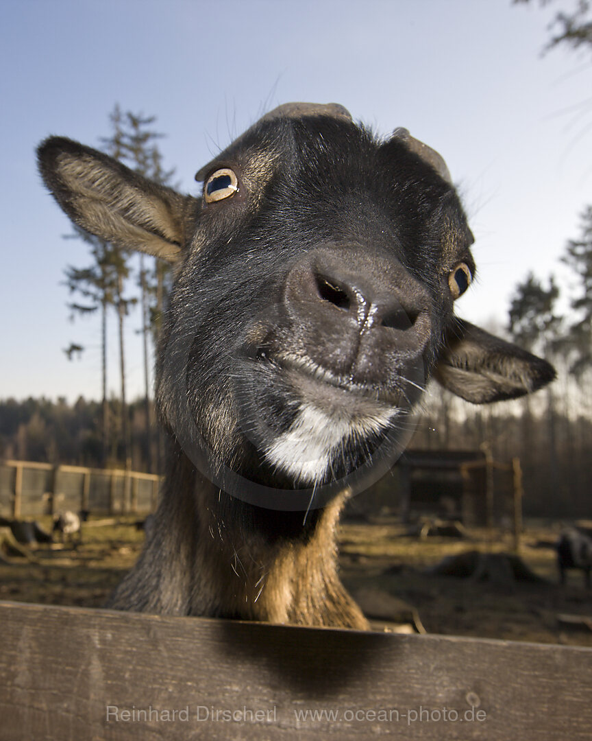 Domestic goat portrait, Capra hircus, Bavaria, Germany