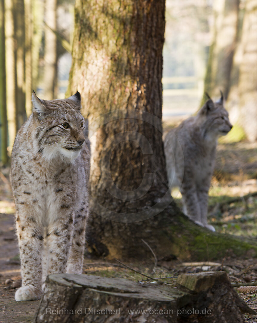 Lynx, Felis lynx, Bavaria, Germany