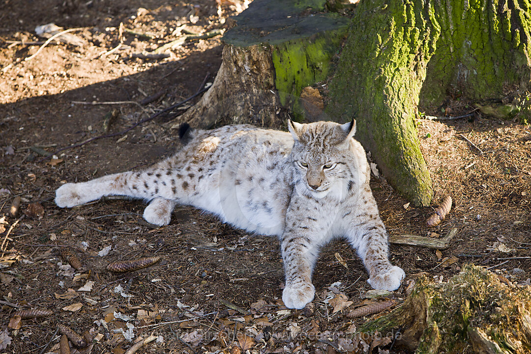 Lynx, Felis lynx, Bavaria, Germany