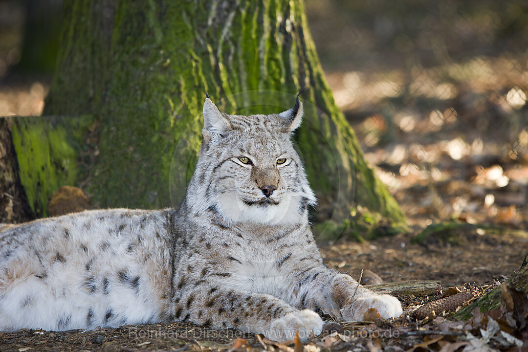 Lynx, Felis lynx, Bavaria, Germany