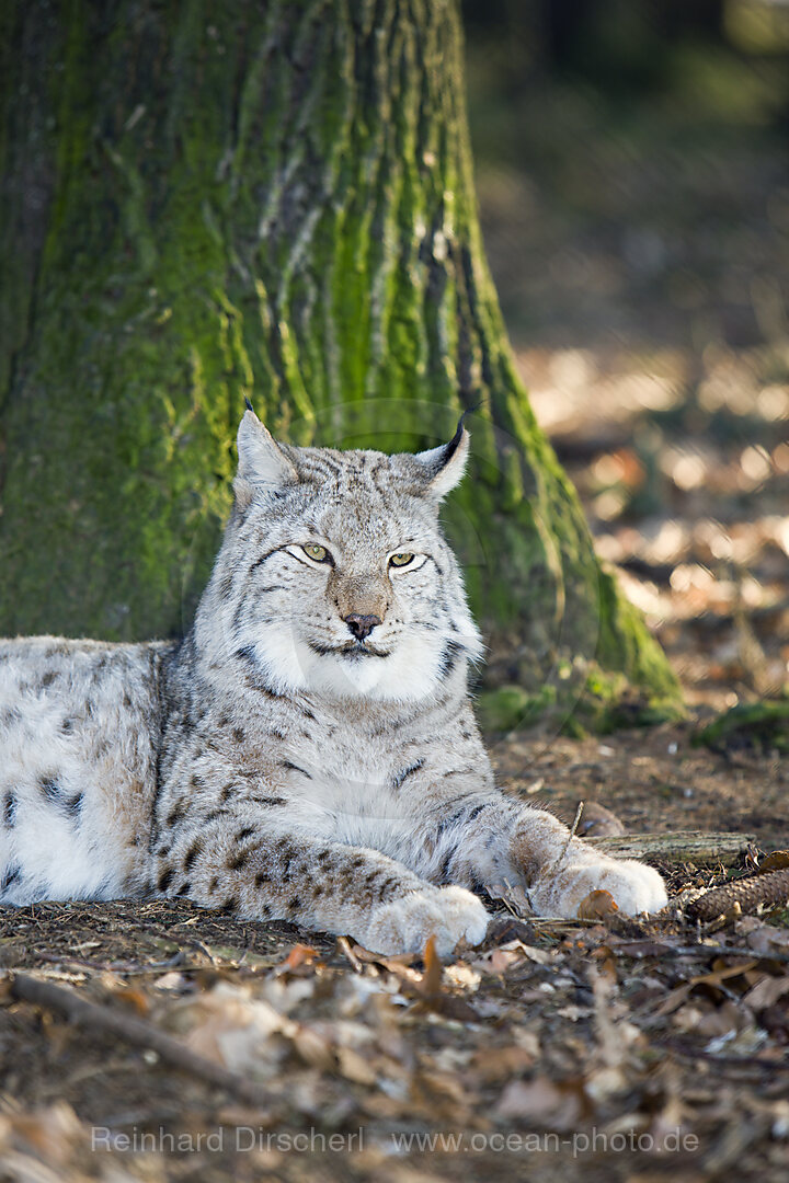 Luchs, Felis lynx, Bayern, Deutschland