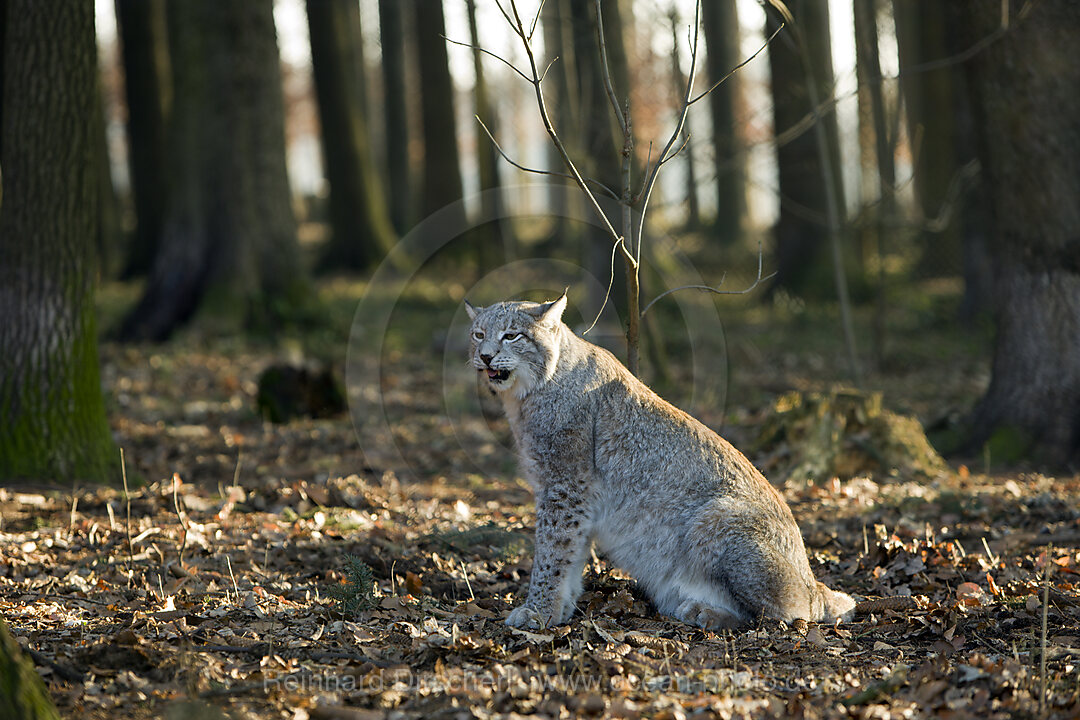 Lynx, Felis lynx, Bavaria, Germany