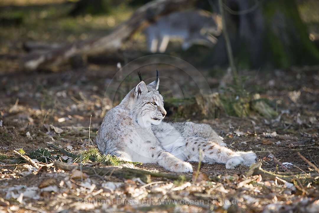 Lynx, Felis lynx, Bavaria, Germany