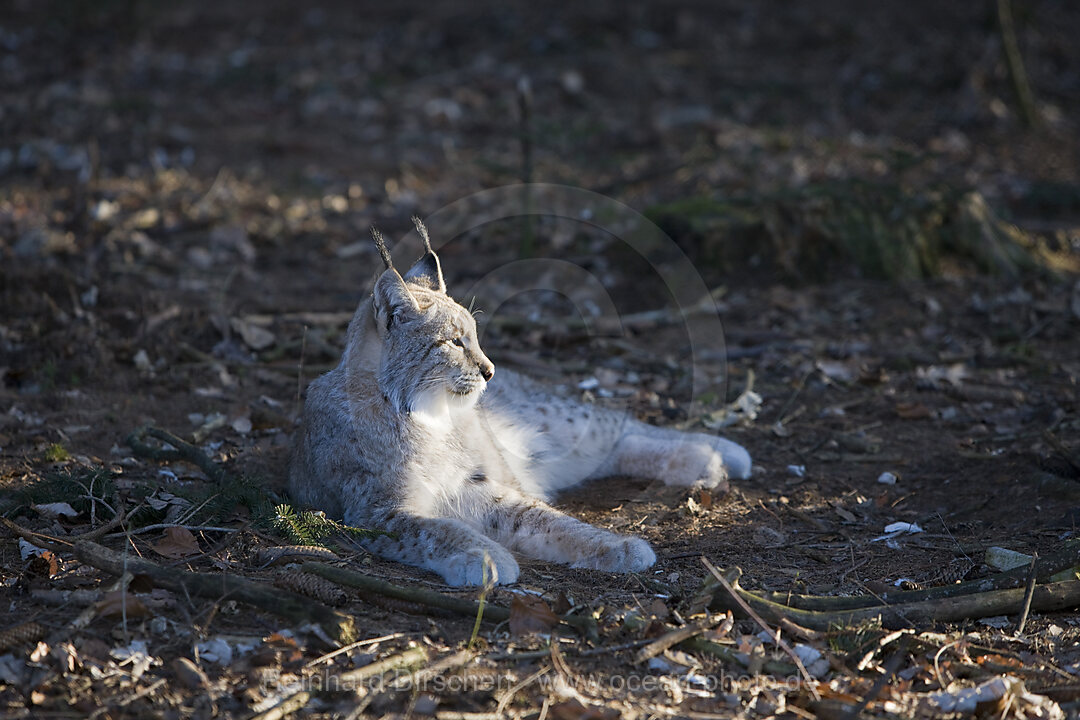 Luchs, Felis lynx, Bayern, Deutschland