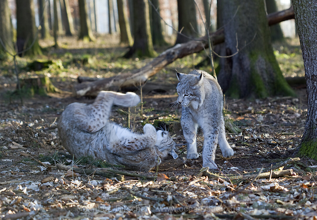 Luchse, Felis lynx, Bayern, Deutschland