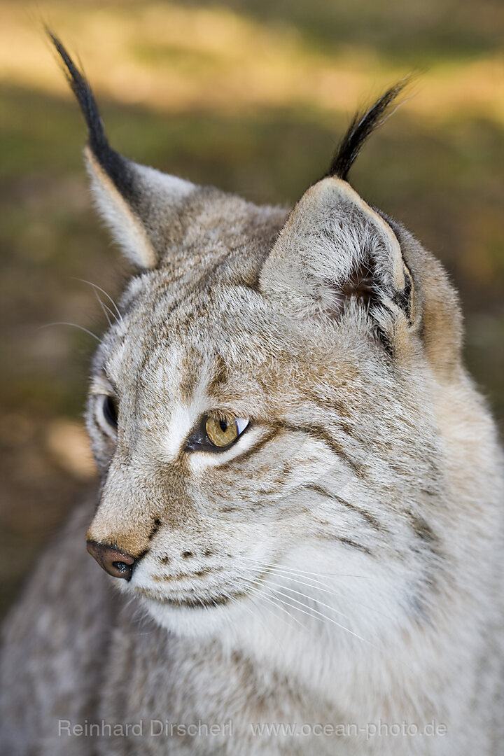 Lynx, Felis lynx, Bavaria, Germany