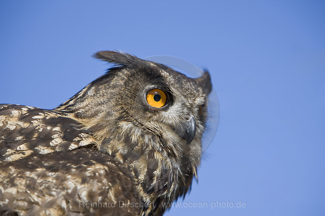 Eurasian Eagle Owl