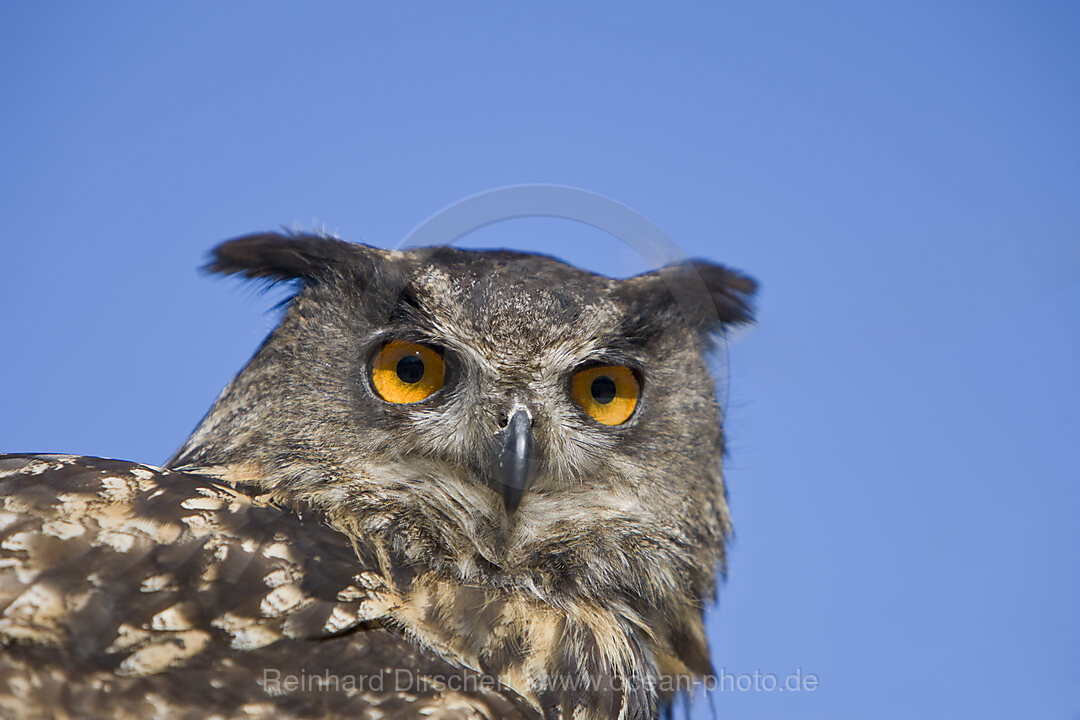Eurasian Eagle Owl