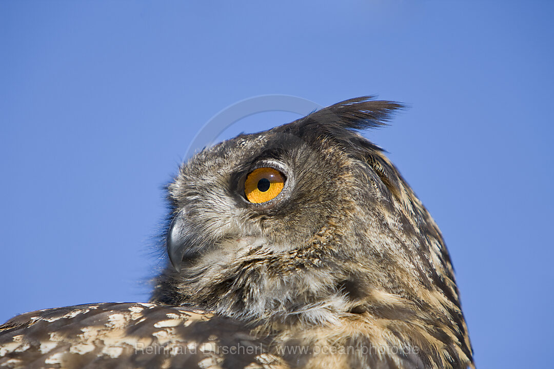Eurasian Eagle Owl