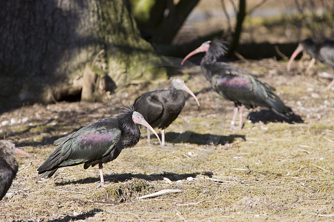 Bald Ibis, Geronticus eremita, Waidhofen an der Thaya, Austria