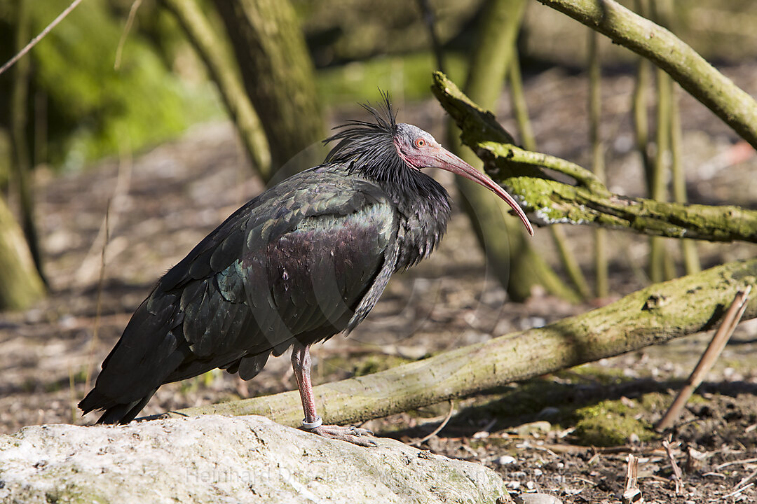 Waldrapp, Klausrapp