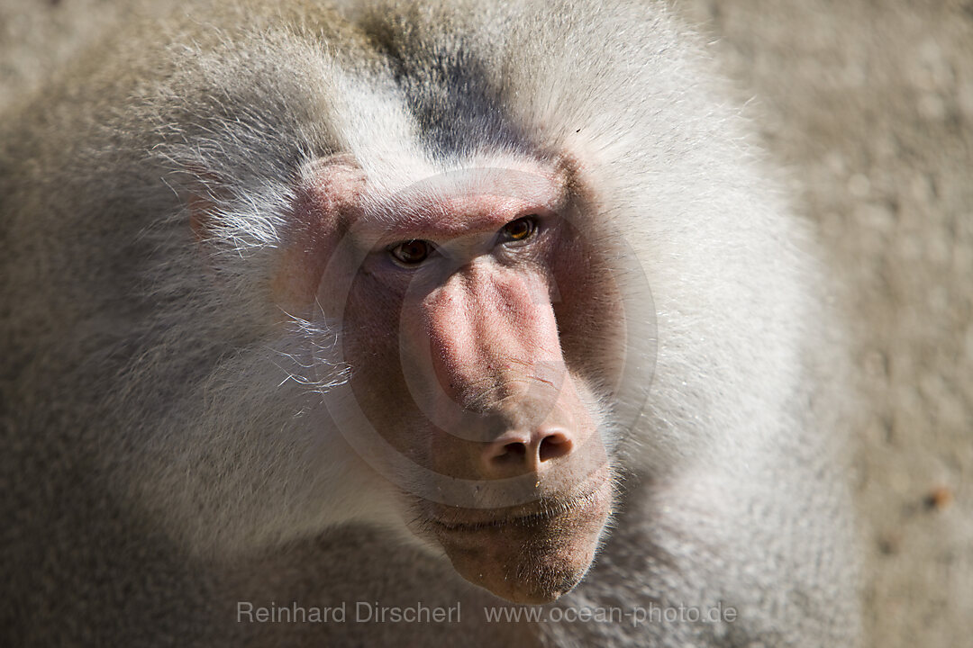 Hamadryas baboon, male, Papio hamadryas, Africa, Ethiopia