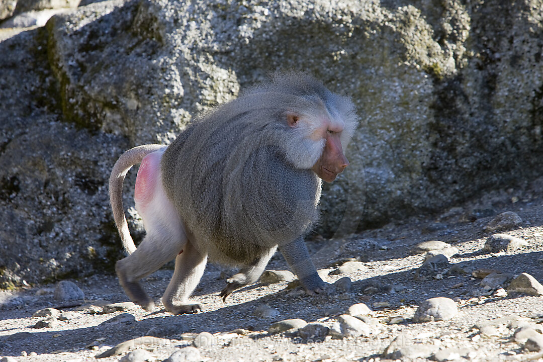 Hamadryas baboon, male, Papio hamadryas, Africa, Ethiopia