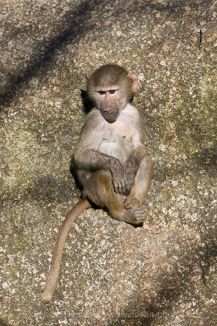 Hamadryas baboon, youngs, Papio hamadryas, Africa, Ethiopia