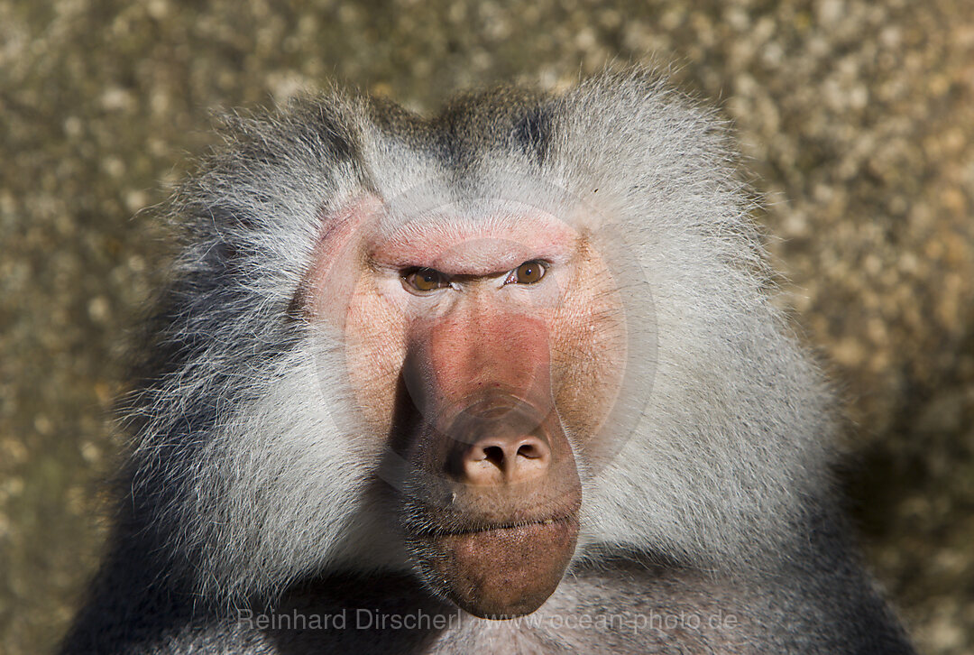 Hamadryas baboon, male, Papio hamadryas, Africa, Ethiopia