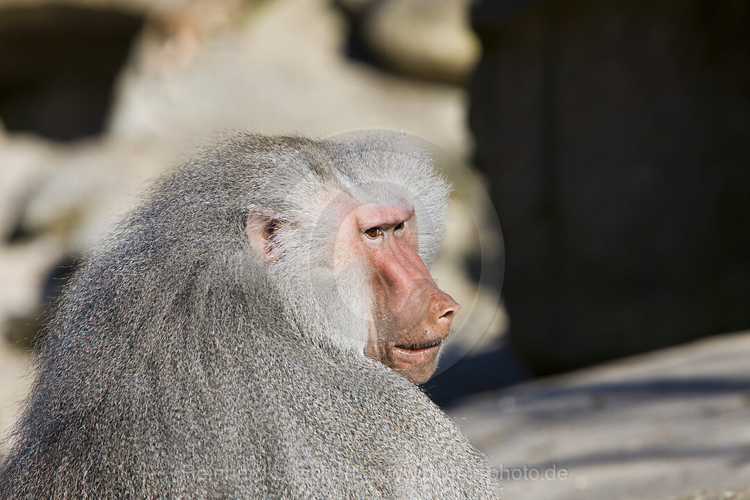 Hamadryas baboon, male, Papio hamadryas, Africa, Ethiopia