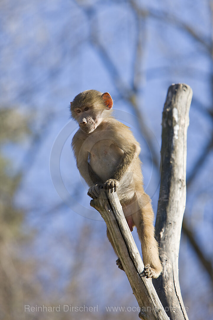 Hamadryas baboon, youngs, Papio hamadryas, Africa, Ethiopia