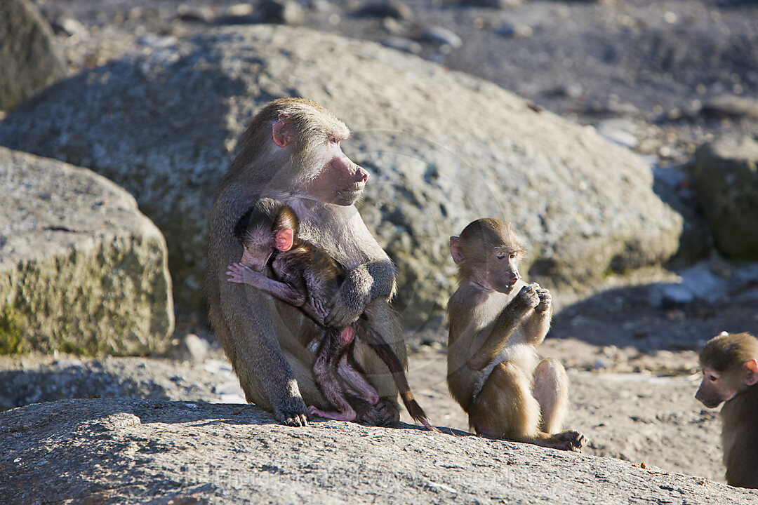 Mantelpavian, Mutter mit Kind, Papio hamadryas, Afrika, Aethiopien