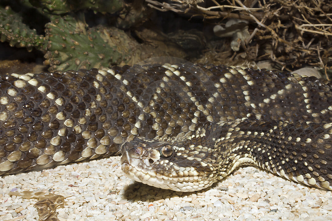 Rattle Snake, Crotalus durissus, Zoo Hellabrunn, Munich, Germany