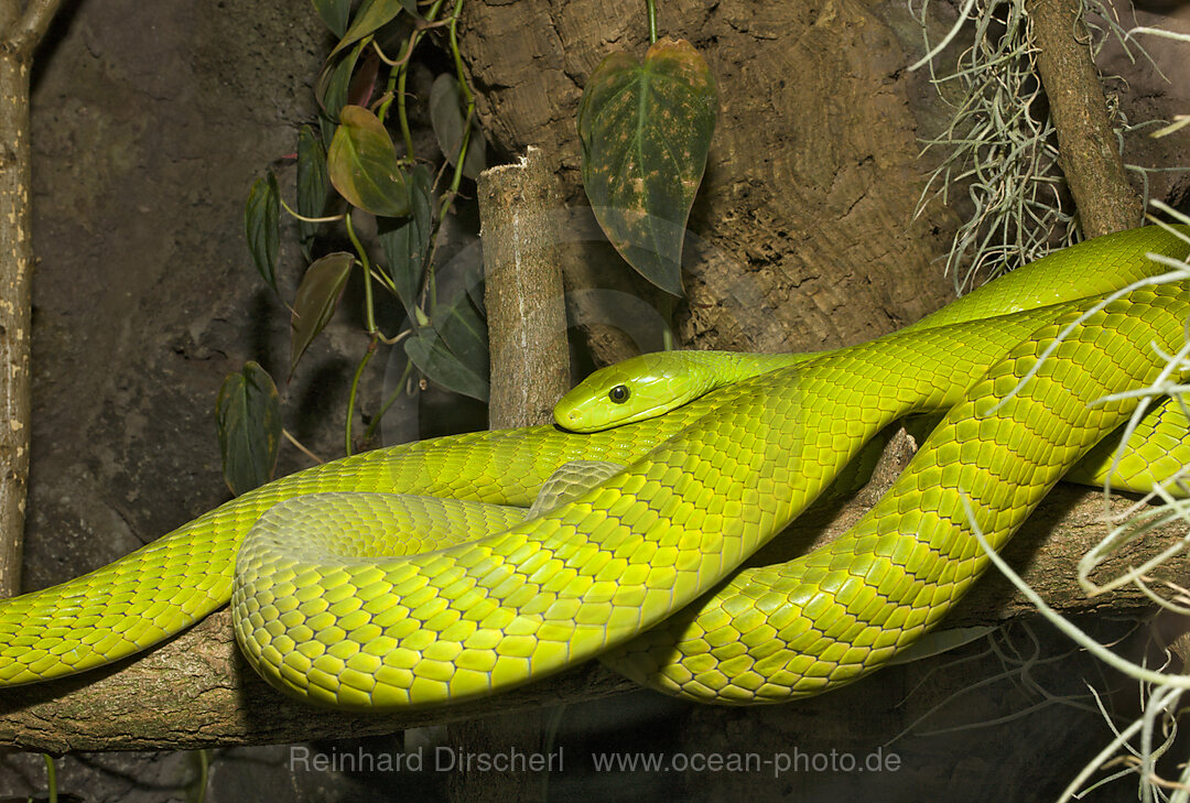 Gewoehnliche Mamba