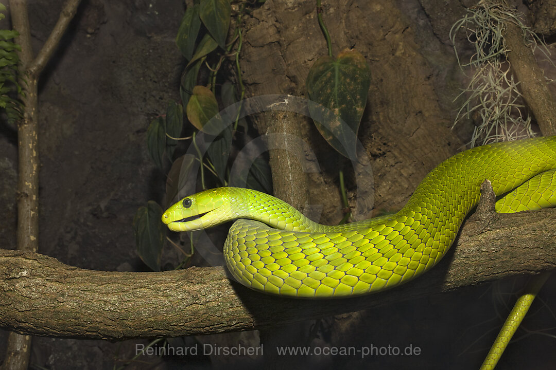 Gewoehnliche Mamba