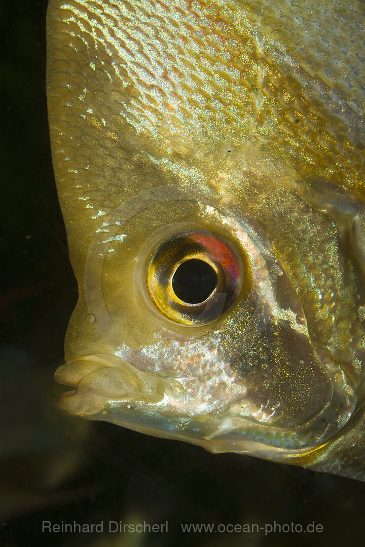 Segelflosser, Skalar