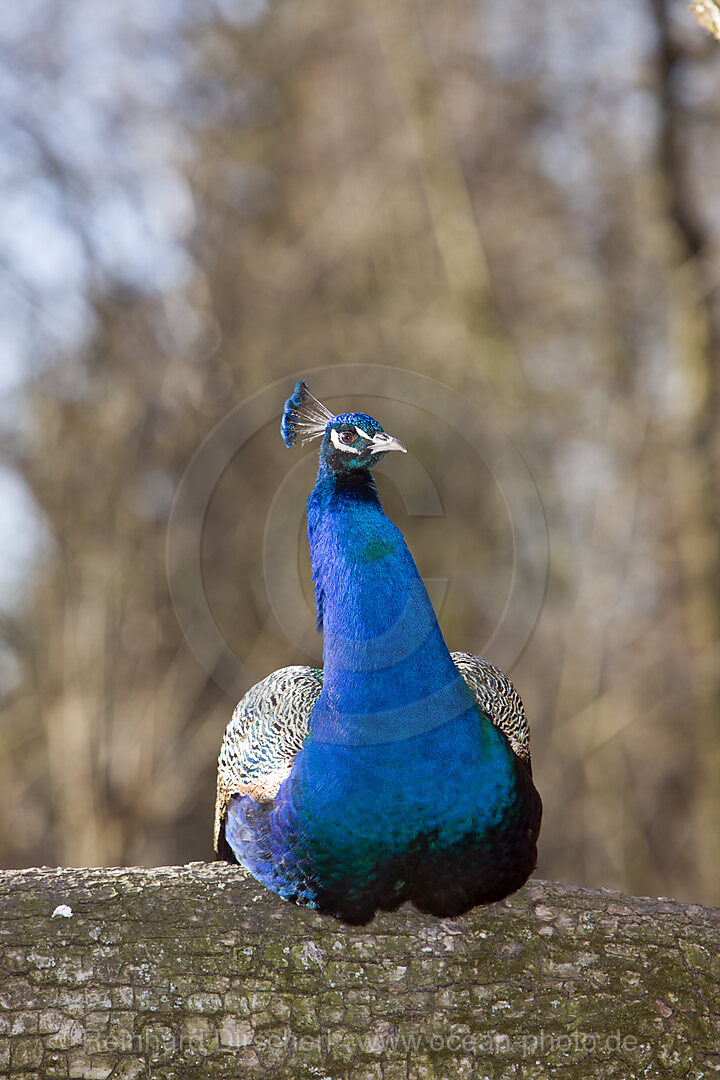 Pfau
