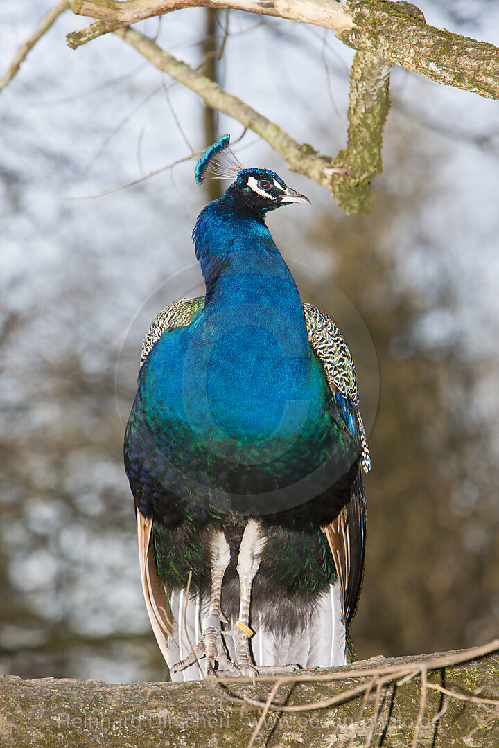 Pfau, Pavo cristatus, Bayern, Deutschland