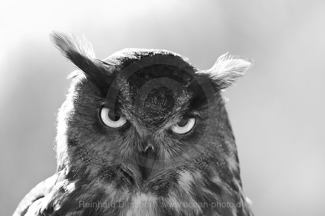 Uhu, Bubo bubo, Bayern, Deutschland